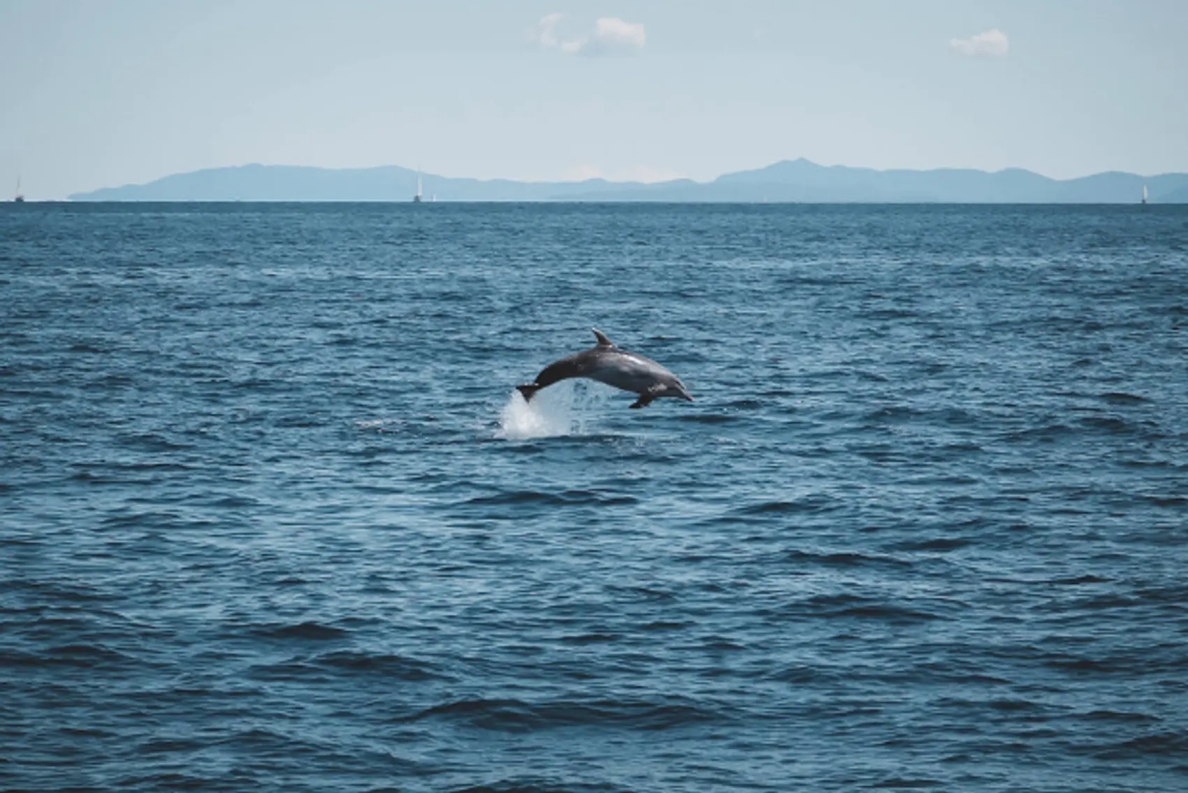 dolphins on a sailing holiday